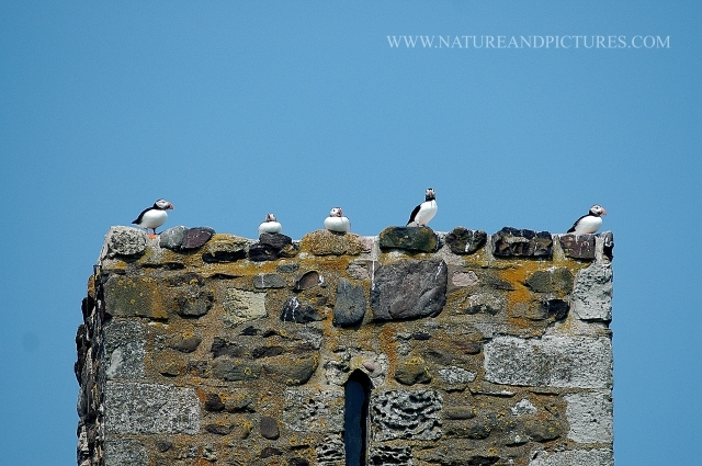 farne islands. bempton cliffs-36.jpg - PUFFINS - FARNE ISLANDS - JUNE 2006